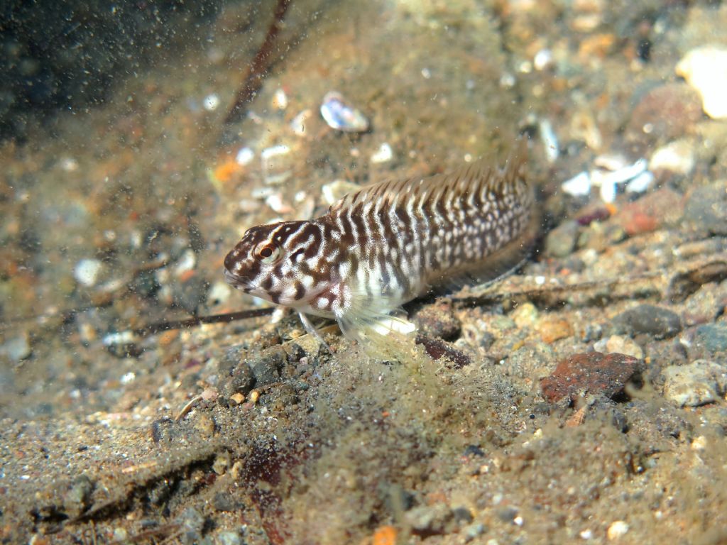 Salaria basilisca